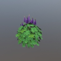 Lupine Plant