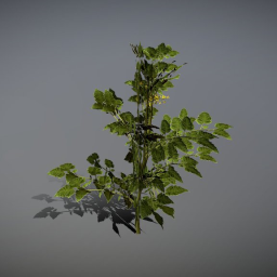 Tomato Plant