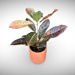 Croton (not a Snake) Plant