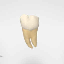 Mandibular Third Molar