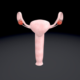 Female Reproductive Organs- Whole