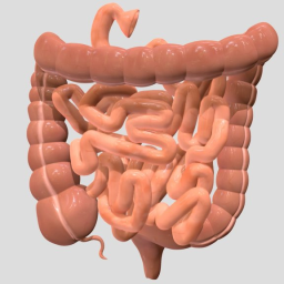Small and large intestine