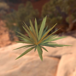 desert plant