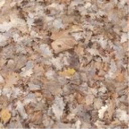 LEAVES