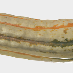 Delicata Squash 3D Scan