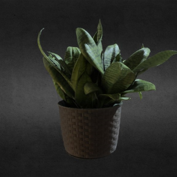 plant