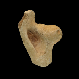 Butchered Cow Femur