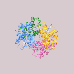 Oxy- Haemoglobin Molecular Structure (LR)