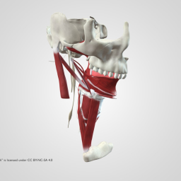 Pharynx and Floor of Mouth