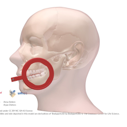 Dental Intra Oral X-ray Positioner, Bite-wing