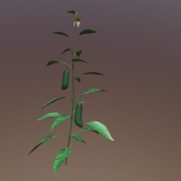 Jalapeno Plant