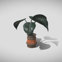 House Plant