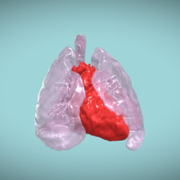 Cardiopulmonary Model
