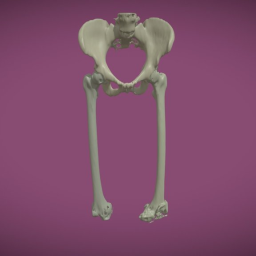 Pelvis and Femurs