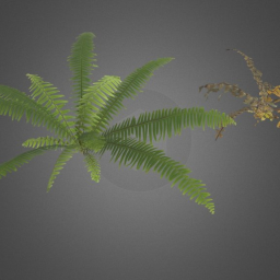 Plants