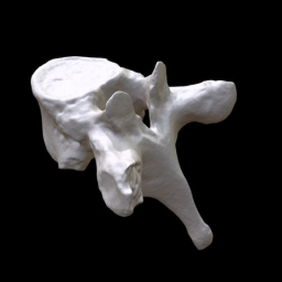 Human Thoracic Vertebra (T5 or T6)
