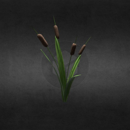 Cattail Plant