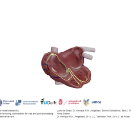 Cardiac conduction system