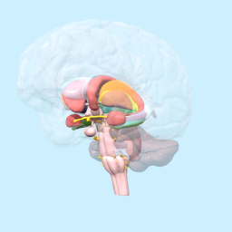 Limbic System - AP Psychology