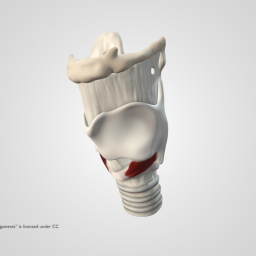 Larynx with Muscles and Ligaments