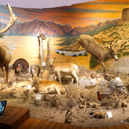 Elk Diorama, Blackhawk Museum