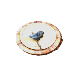 Shark tooth fossil