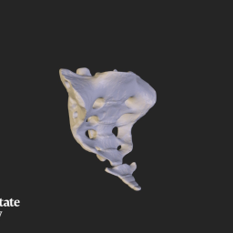 Sacrum