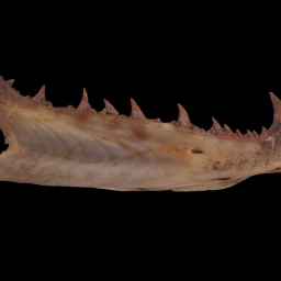 Walleye Dentary From Historic Privy