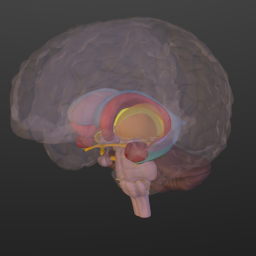 Basal Ganglia