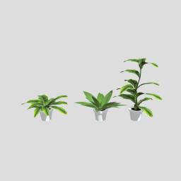 Plants for the home
