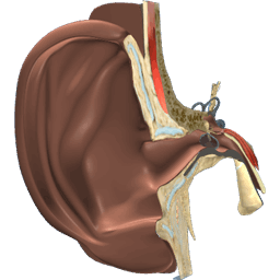 Ear Anatomy