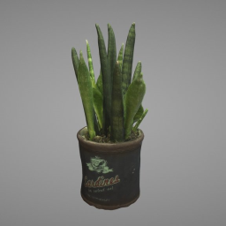 Sansevieria Bacularis Plant