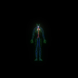 Lymphatic system overview model 2