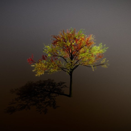 Acacia ( From Tree It)