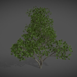 AS06 Ficus Benghalensis (Banyan)