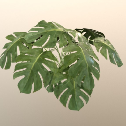 Tropical Plant