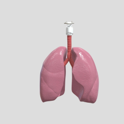 Human Lungs, Trachea, Larynx, Hyoid Bone