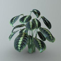 Prayer Plant