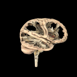 Model of a human brain
