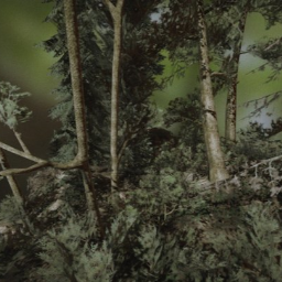 forest