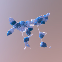Prostate Cancer Cells