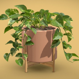 Pothos Potted Plant - Money Plant