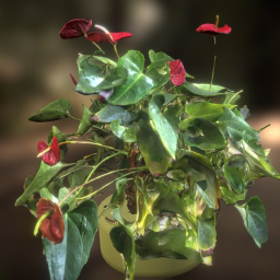 Plant Polycam