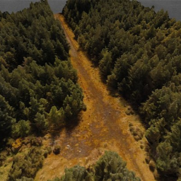 Forest Path