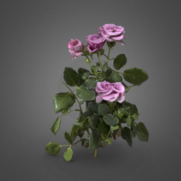 rose flower