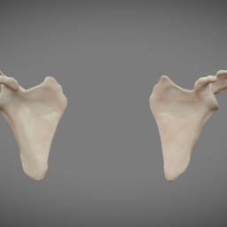 L and R Scapula, 18yo male
