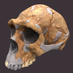 Homo erectus Skull