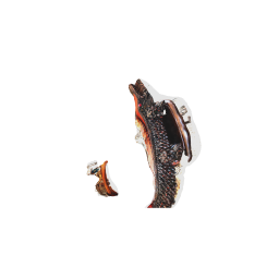 Crocodile