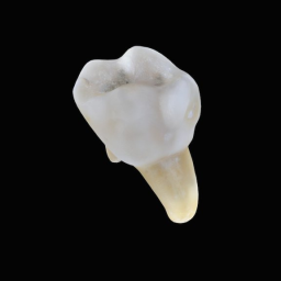 Tooth