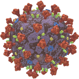 Coronavirus